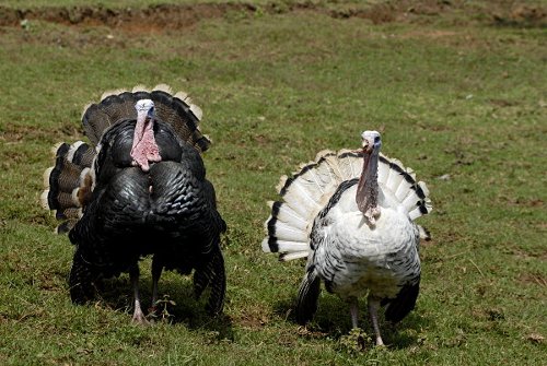 Begr&uuml;&szlig;ung